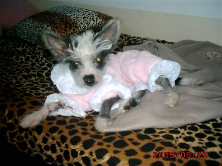Chinese crested hårløs Dai-sy Star Caprisio - Her er Dai-sy  3½ mdr gammel billede 6