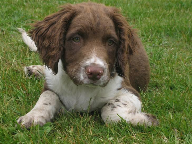 Field Trial spaniel Nougat billede 7