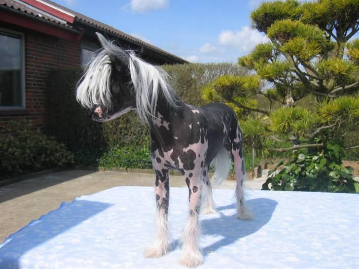 Chinese crested hårløs Dai-sy Star Caprisio - Her er Dai-sys søn  billede 7