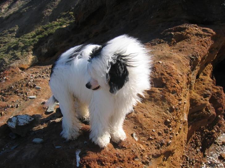 Chinese crested hårløs Dai-sy Star Caprisio - Og dette er også Dai-sys søn Flotte børn ikke billede 8