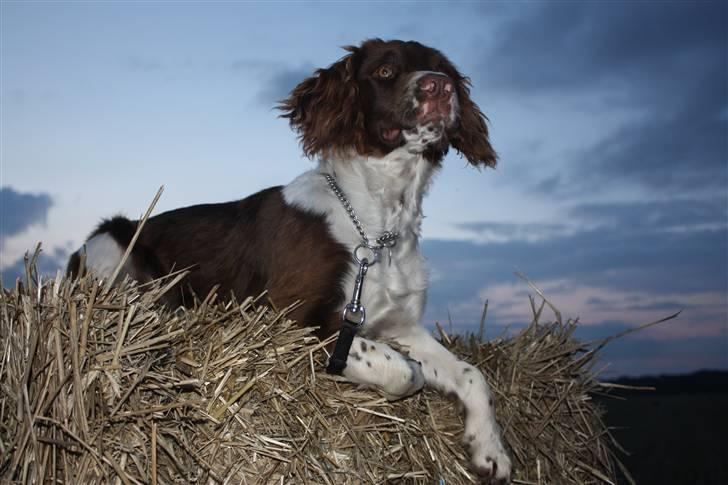 Field Trial spaniel Nougat billede 8