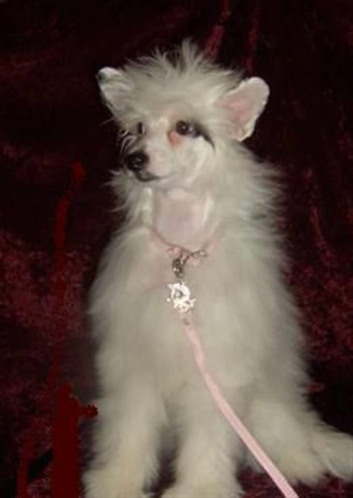 Chinese crested hårløs Dai-sy Star Caprisio - Her er Chia som bor sammen med sin mor .De elsker bare hinanden så højt billede 9