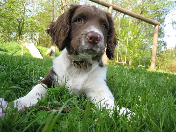 Field Trial spaniel Nougat billede 9