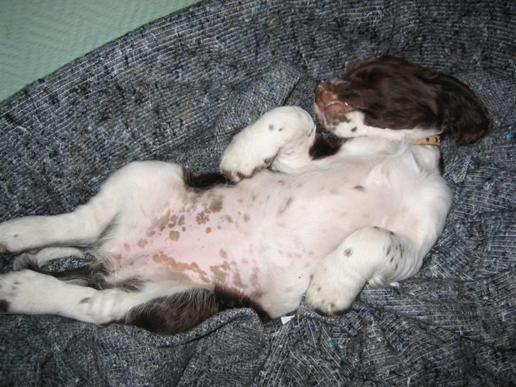 Field Trial spaniel Nougat billede 10