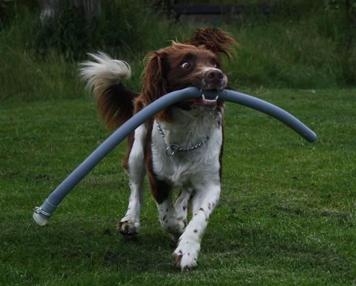 Field Trial spaniel Nougat billede 11