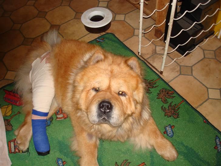 Chow chow Pelis Ringo of Flensborg - Jeg Har sprunget et ledbånd og er blevet opereret billede 14