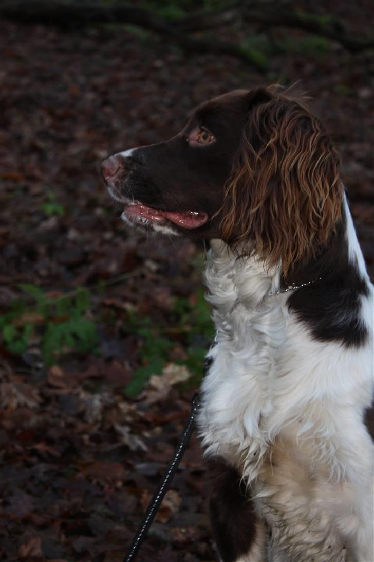 Field Trial spaniel Nougat billede 12