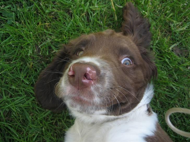 Field Trial spaniel Nougat - Man kan vel ikke se godt ud hele tiden ;) billede 13