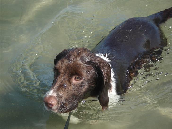 Field Trial spaniel Nougat billede 14