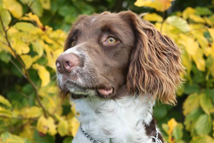 Field Trial spaniel Nougat billede 15