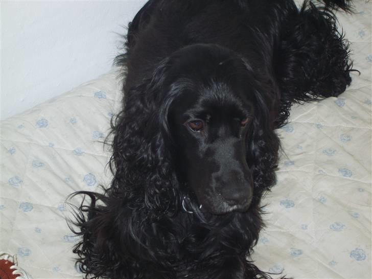 Cocker spaniel Max  R.I.P - Her ligger man jo godt....!! billede 1