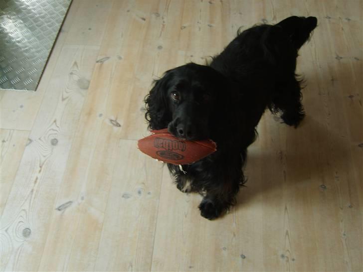 Cocker spaniel Max  R.I.P - Jubii en ny bold jeg kan bide i stykker.... billede 2