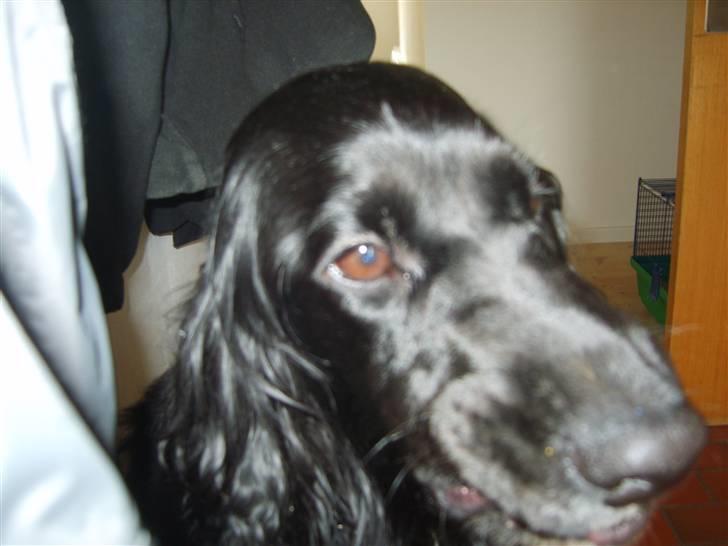 Cocker spaniel Max  R.I.P billede 4