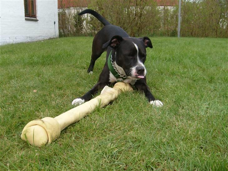 Amerikansk staffordshire terrier Oskar - MMMHHH lækker kødben billede 16