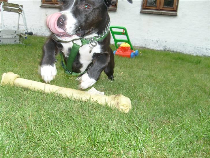 Amerikansk staffordshire terrier Oskar - uhh.. mor har en endnu mere lækker godbid, farvel kødben ;) billede 17