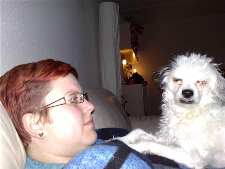 Chinese crested powder puff Gizmo billede 11
