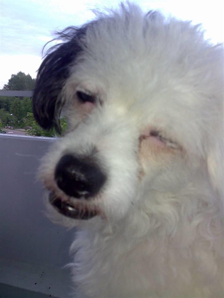 Chinese crested powder puff Gizmo billede 12