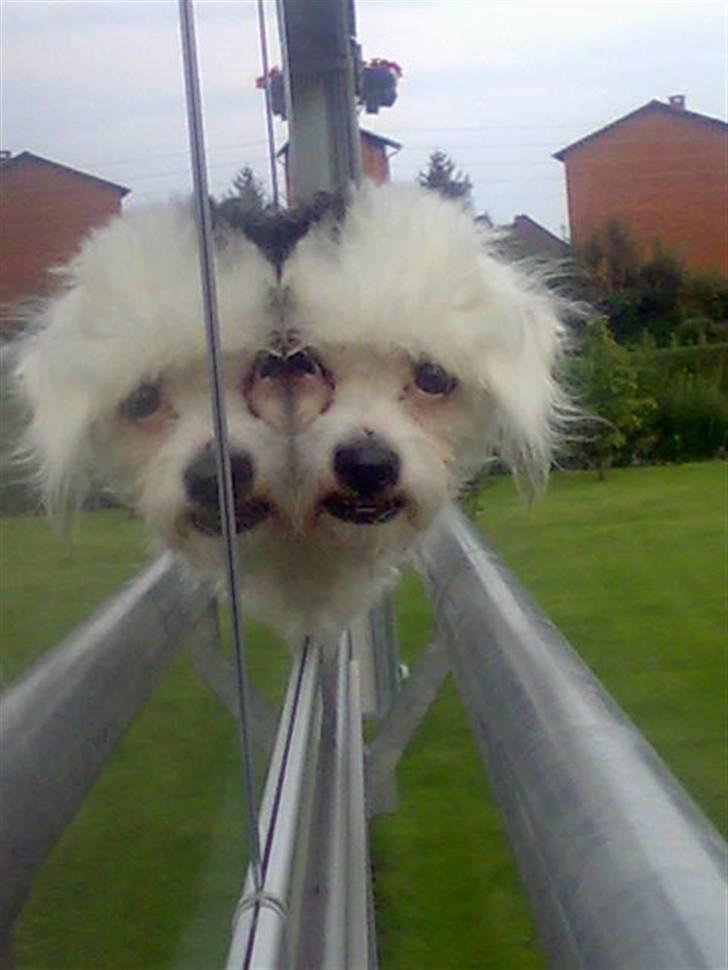 Chinese crested powder puff Gizmo billede 13
