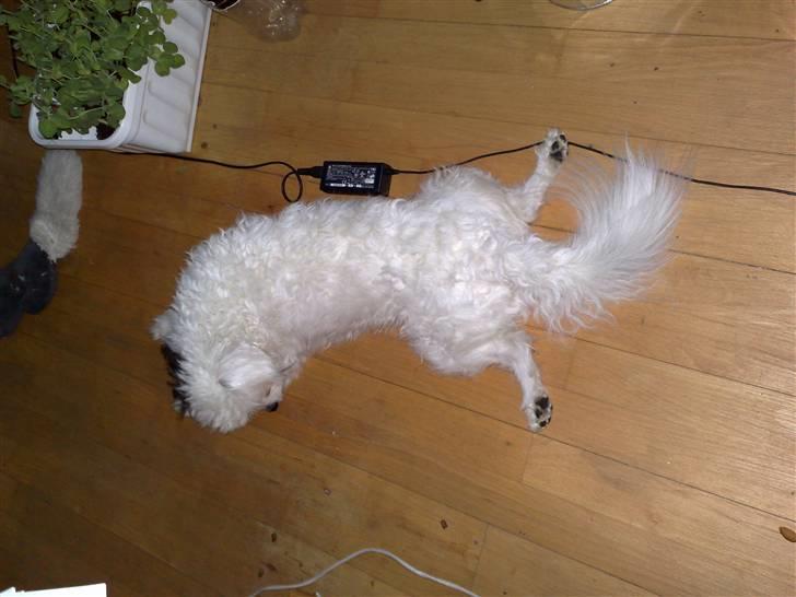 Chinese crested powder puff Gizmo billede 16