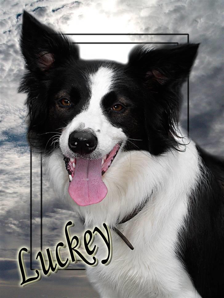 Border collie Luckey - Her er det første billede af Luckey. Flere mere spænnende billeder følger. billede 1