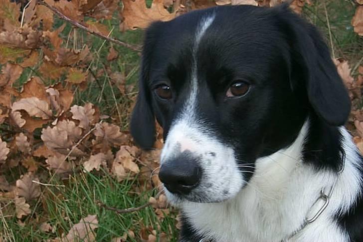 Blanding af racer marco - hej med jer jeg elsker altid at få nye venner billede 1