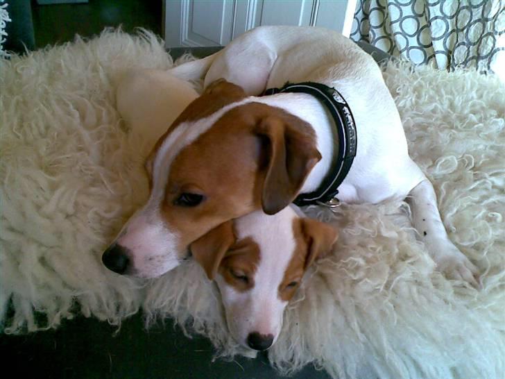 Jack russell terrier Maggie <3 R.I.P skat.. - Storebror passer på mig :) billede 12