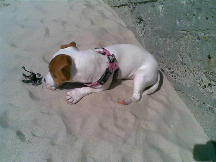 Jack russell terrier Maggie <3 R.I.P skat.. - Jeg hygger mig med mit tang på stranden :D billede 13