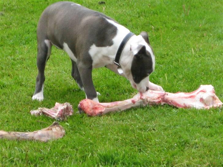 Amerikansk staffordshire terrier Luna - godt med et "lille" ben...UHM!!! billede 9