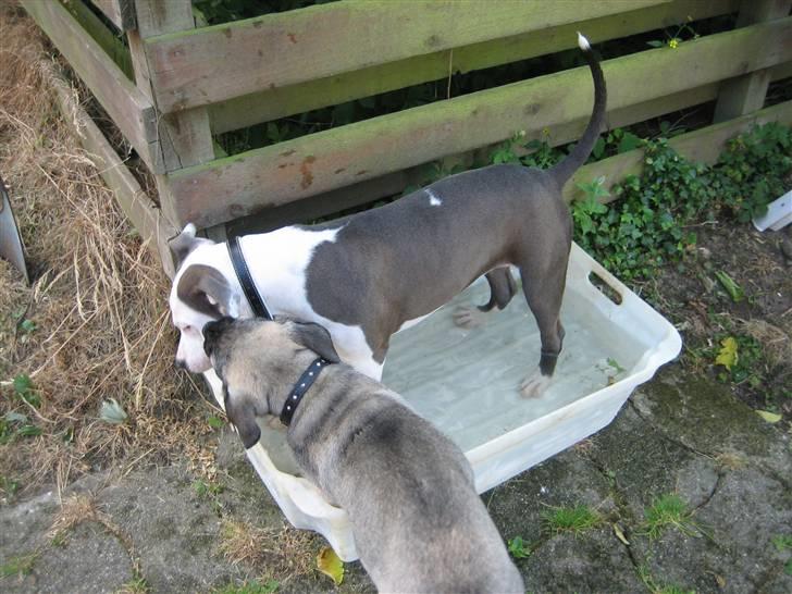 Amerikansk staffordshire terrier Luna - dejligt med en nedkøling! billede 10