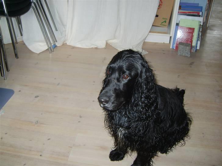 Cocker spaniel Max  R.I.P billede 6