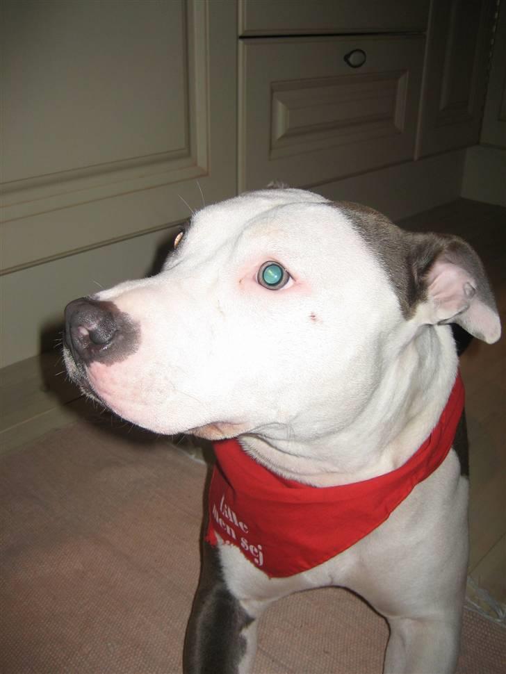 Amerikansk staffordshire terrier Luna billede 11