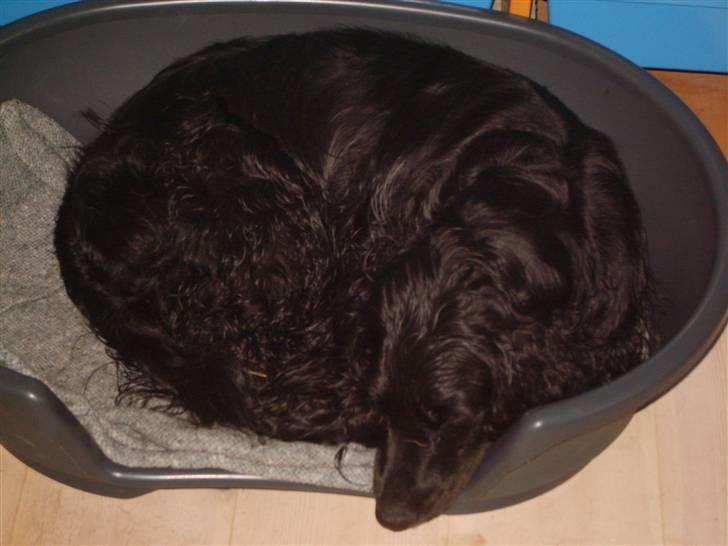 Cocker spaniel Max  R.I.P billede 7