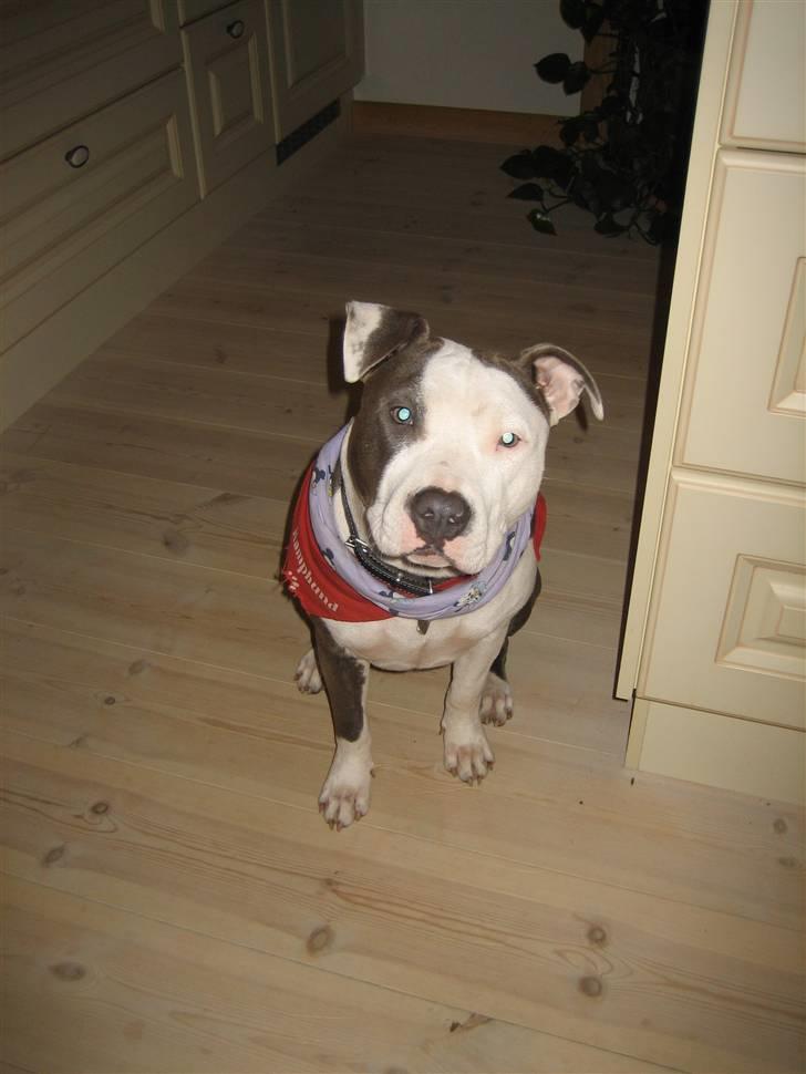 Amerikansk staffordshire terrier Luna billede 12