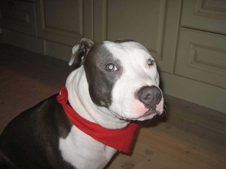 Amerikansk staffordshire terrier Luna billede 13