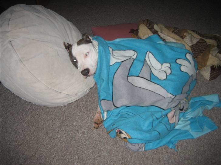 Amerikansk staffordshire terrier Luna - Det er hårdt at være hund!! billede 14