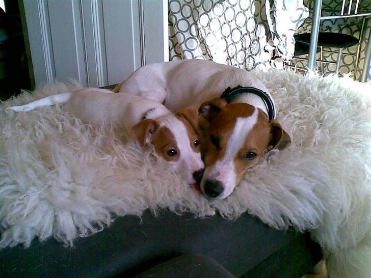 Jack russell terrier Maggie <3 R.I.P skat.. - Jeg kan ikke sove uden min storebror ved min side.. <3 billede 14