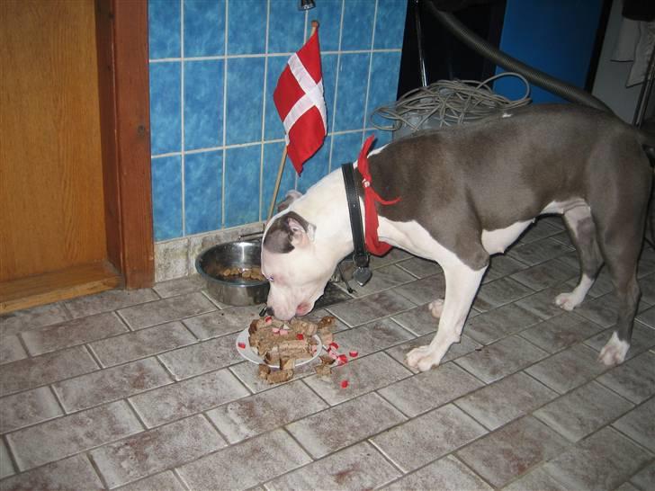 Amerikansk staffordshire terrier Luna - HURRA!!! Så bli´r jeg 1 år. billede 15