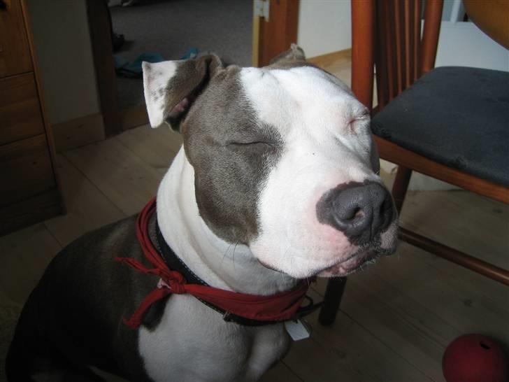 Amerikansk staffordshire terrier Luna - GAB!  Er så træt, at jeg kan sidde op at sove. billede 16