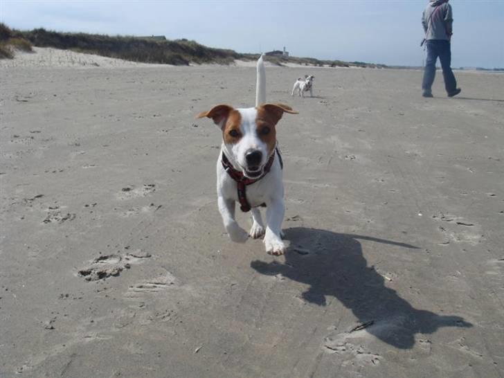 Jack russell terrier Maggie <3 R.I.P skat.. - Maggie i fuld galop..  billede 15