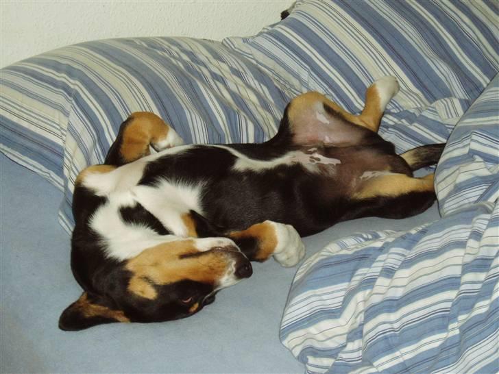Entlebucher sennenhund Ludvig  - Afslapning! billede 16
