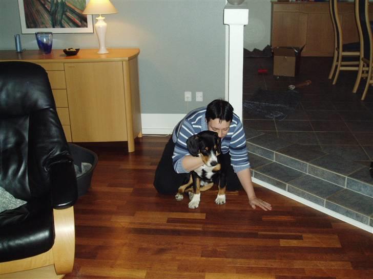 Entlebucher sennenhund Ludvig  - Mor og jeg sidder og kigge på Sofus billede 17