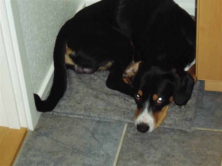 Entlebucher sennenhund Ludvig  - Det er min lille hygge krog billede 18