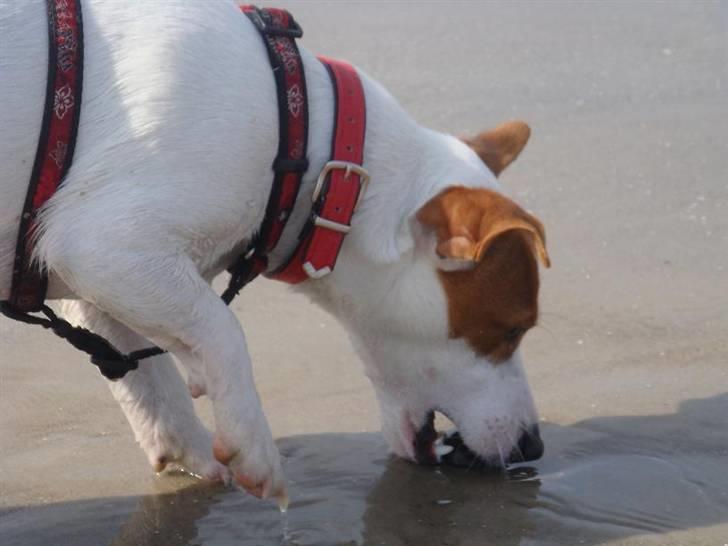 Jack russell terrier Maggie <3 R.I.P skat.. - Jeg elsker bare stenene på stranden :D billede 17