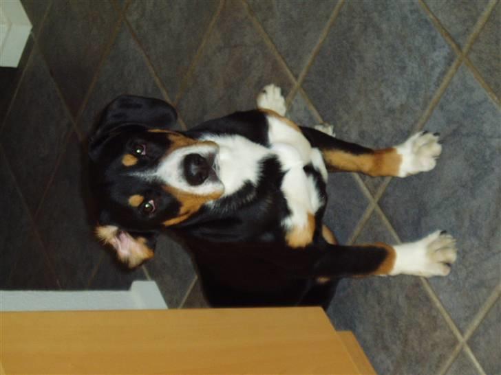 Entlebucher sennenhund Ludvig  - Yeps... Jeg er mester i at se sød ud! billede 19