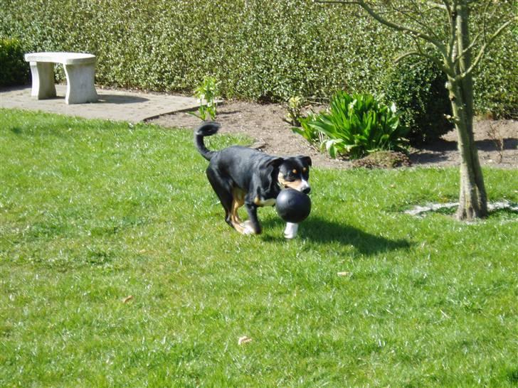 Entlebucher sennenhund Ludvig  - Det er MIN bold! billede 20