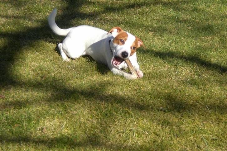 Jack russell terrier Maggie <3 R.I.P skat.. - Slikker sol og spiser ben det er bare sagen :o) billede 19