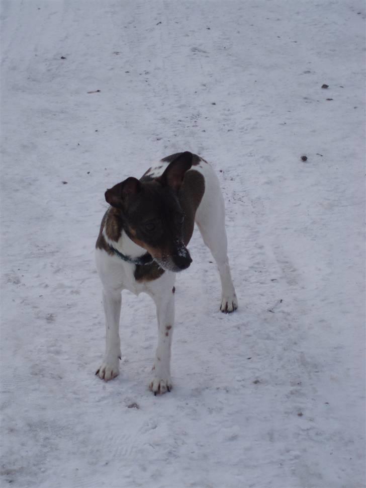 Dansk svensk gaardhund | Sputnik - Sputnik i sneen d. 30. januar 2010 billede 1