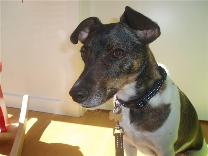 Dansk svensk gaardhund | Sputnik billede 2