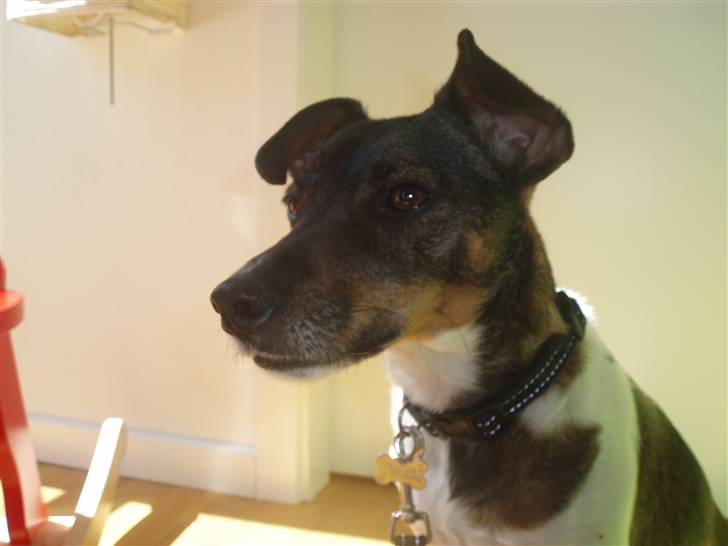 Dansk svensk gaardhund | Sputnik billede 3