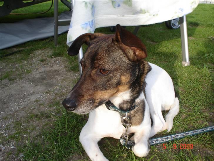 Dansk svensk gaardhund | Sputnik billede 4